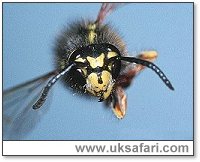 Wasp - Photo  Copyright 2001 Gary Bradley