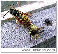 Wasps Mating - Photo  Copyright 2003 Peter Camber
