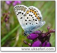 Silver-Studded Blue - Photo  Copyright 2006 Kate Dent / BBOWT