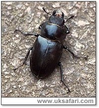 Female stag beetle - Photo  Copyright 2001 Gary Bradley