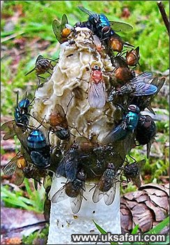 Stinkhorn Fungi - Photo  Copyright 2004 Helen Shannon
