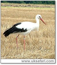 Stork - Photo  Copyright 2005 Gary Bradley
