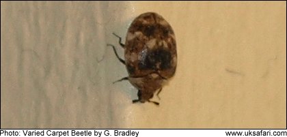 Photo: Varied Carpet Beetle -  Copyright 2009 G. Bradley