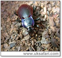 Violet Ground Beetle - Photo  Copyright 2003 Gary Bradley