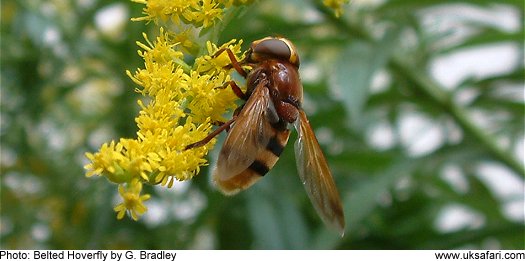 Belted Hoverfly  Copyright 2005 G. Bradley