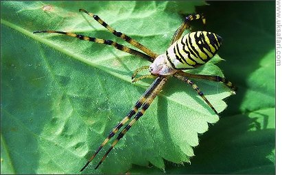 Wasp Spider - Photo  Copyright 2007 Peter Nicholson