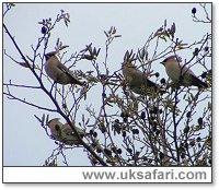 Waxwings - Photo  Copyright 2005 Sue Wright