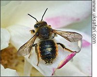 Male Wool Carder Bee - Photo  Copyright 2007 David Taylor