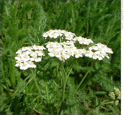 Yarrow - Photo  Copyright 2007 Gary Bradley