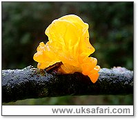 Yellow Brain Fungus - Photo  Copyright 2003 Gary Bradley