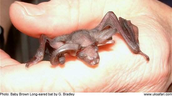 Baby Brown Long-eared Bat