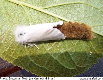 moths euproctis chrysorrhoea