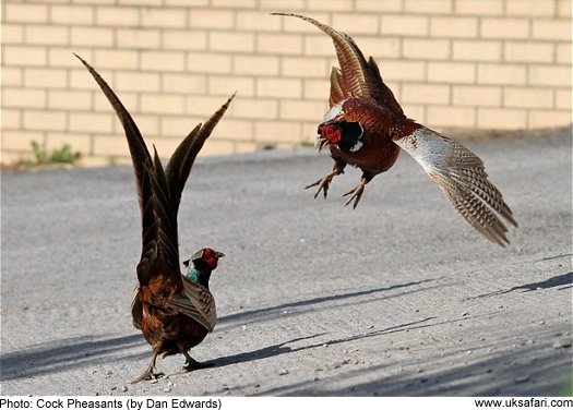 Cock Pheasants by Dan Edwards