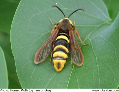 Hornet Moth