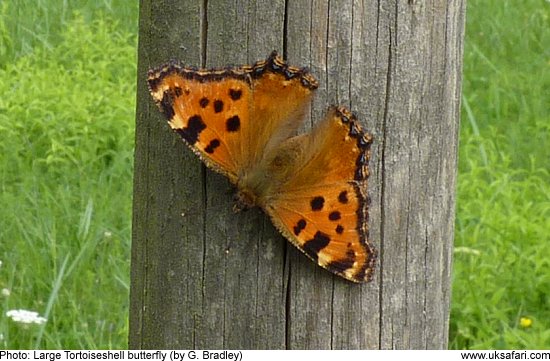 Large Tortoiseshell Butterfly