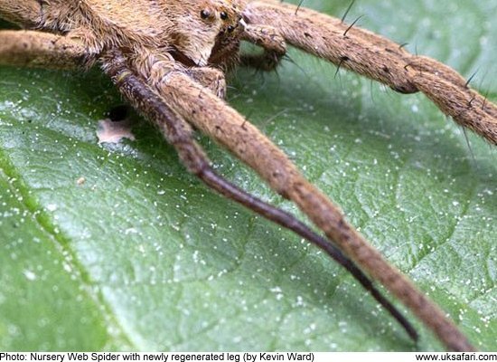 spider with newly regenerated leg