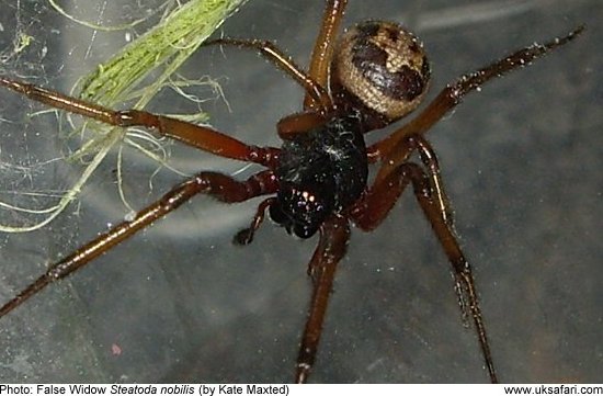 Steatoda nobilis by Kate Maxted