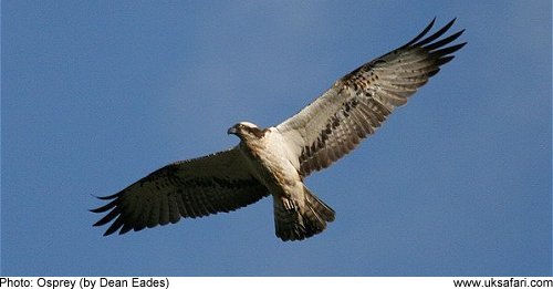 Osprey