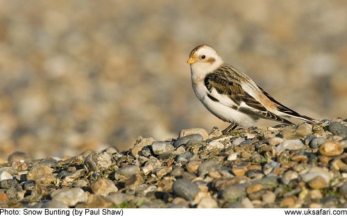 Snow Bunting by Paul Shaw