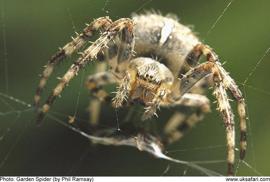 garden spider by Phil Ramsay