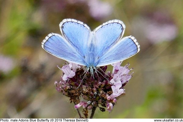 male Adonis Blue Butterfly