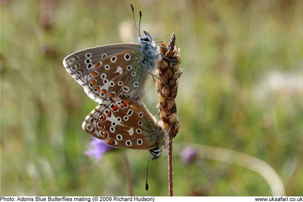 Adonis Blue Butterflies mating