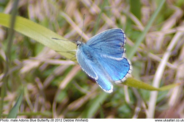 male Adonis Blue Butterfly