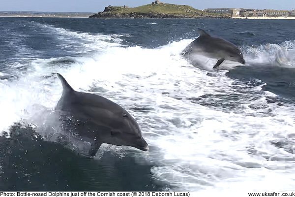 Dolphins playing in the wake of a boat