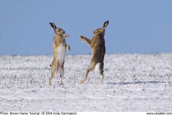 March Hares boxing in the snow