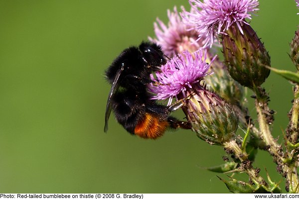 Bumblebee by G. Bradley