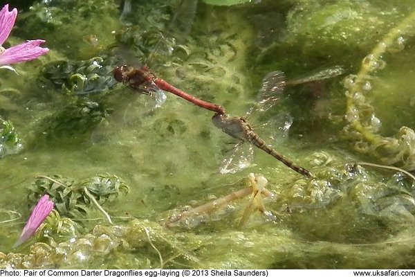 photo of a Pair of Common Darter Dragonflies egg-laying