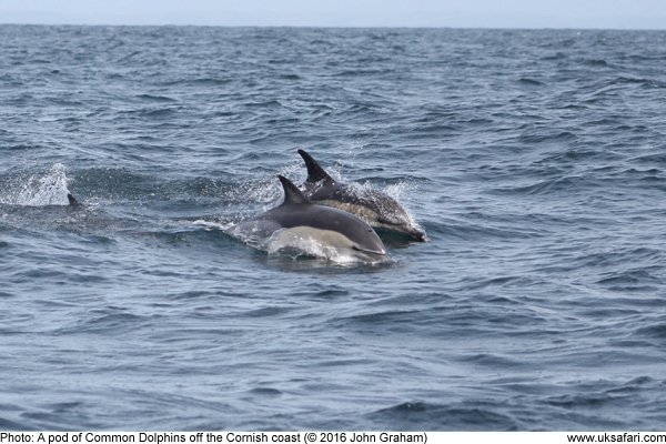 common dolphin pod