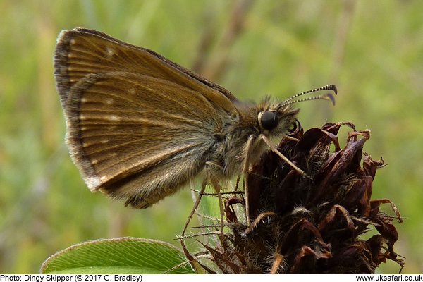 Dingy Skipper