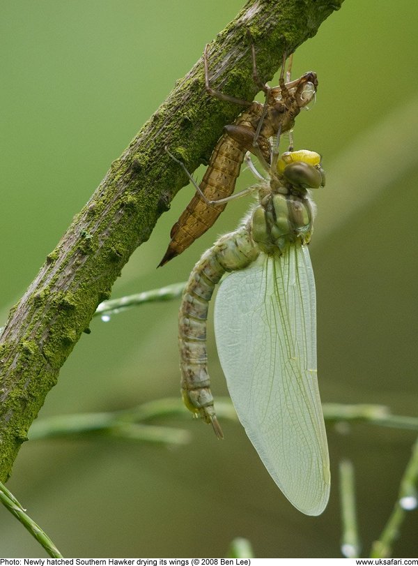 Dragonfly emerging by Ben Lee