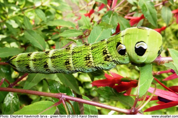 Elephant Hawk-moth caterpillar - green form