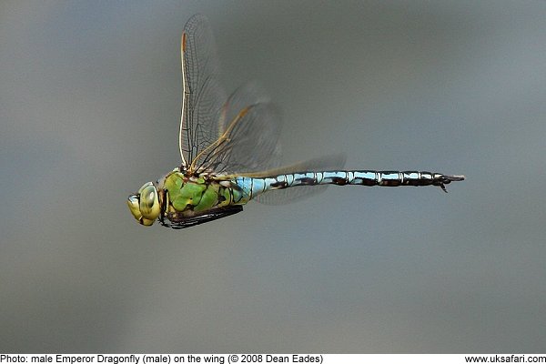 male Emperor Dragonfly on the wing by Dean Eades