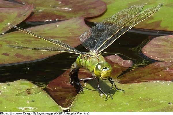 Emperor Dragonfly egg laying by Angela Prentice