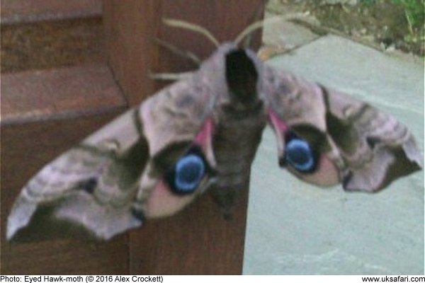 Eyed Hawk-moth