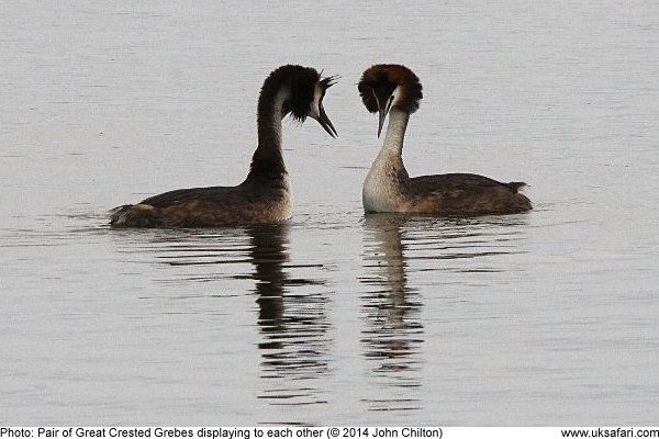 Great Crested Grebe showing off their head crest feathers