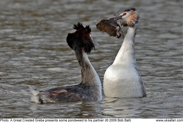 Great Crested Grebe presents his partner with pondweed