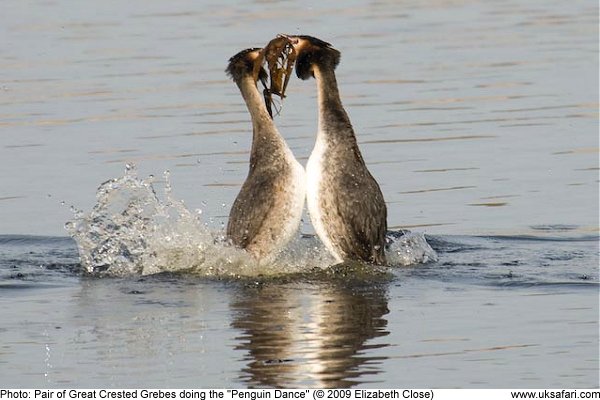 Great Crested Grebes doing the Penguin Dance