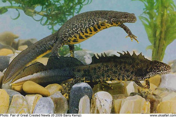 Pair of Great Crested Newts