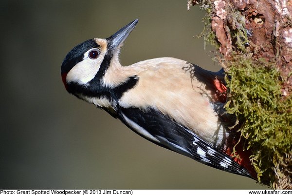 Great Spotted Woodpecker