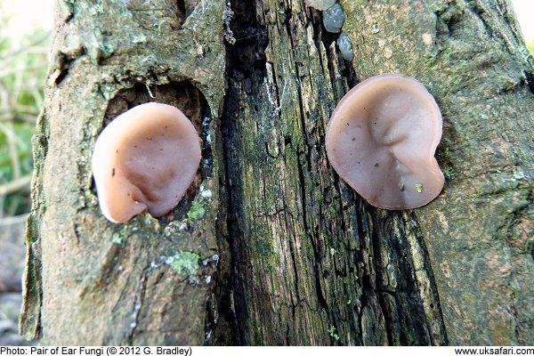 Jew's Ear Fungi