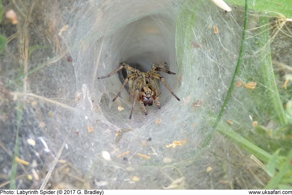 Labyrinth Spider in her funnel-shaped web by G. Bradley