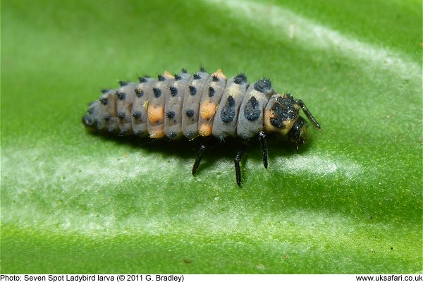 fully grown Ladybird larva