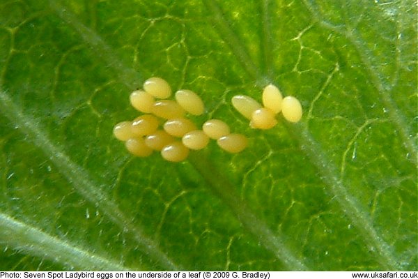 Ladybird eggs