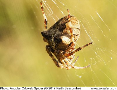 Angular Orbweb Spider