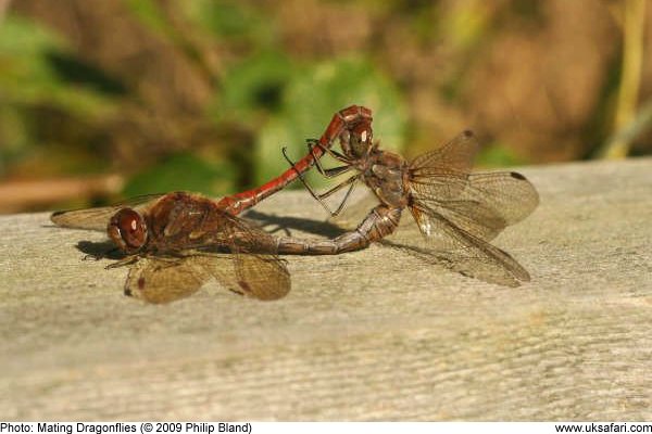 mating dragonflies by Philip Bland