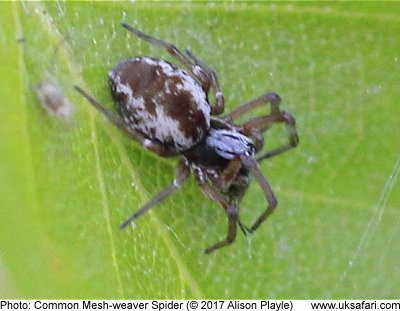 Common Mesh-weaver Spider